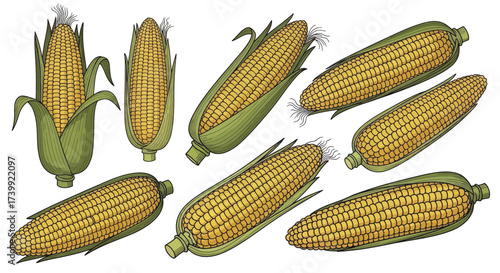 Collection of hand drawn corn cobs isolated on white background.