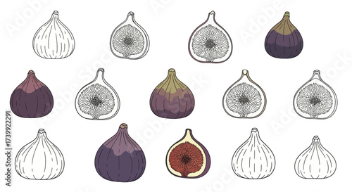 Handdrawn fig fruit collection whole and halfcut.