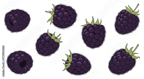 Set of ripe purple blackberries vector illustration.
