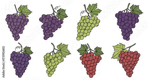 Collection of colorful grape bunches in a simple handdrawn style.