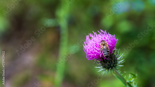A fuzzy bee busily pollinating a vibrant purple thistle flower against a soft green background, capturing nature's delicate balance.