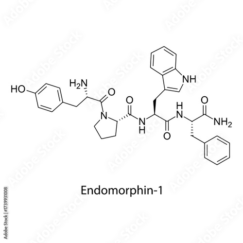 Endomorphin-1 molecular structure, endogenous tetrapeptide potent ?-opioid receptor agonist analgesic neuropeptide, clean scientific vector diagram, flat skeletal chemical formula isolated 