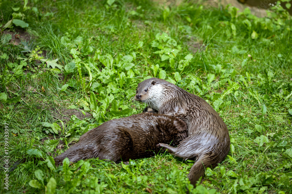 Fototapeta premium Wild otters in wild nature.