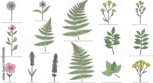 Botanical plant illustration, flower and leaf drawing, fern foliage vector, floral design element, garden decoration, eco friendly artwork, nature background