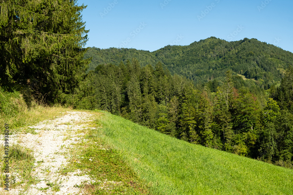 Fototapeta premium Travel Road in European Mountains with Scenic Forest View