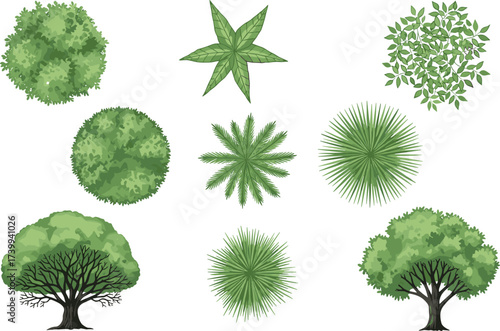 Tree top view illustration, aerial canopy foliage design, landscape architecture element, green nature pattern, park vegetation, botanical drawing, eco background