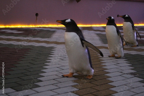 ジェンツーペンギン