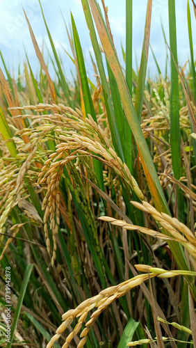close up view of golden yellow ripe rice grain in paddy field ready to harvest