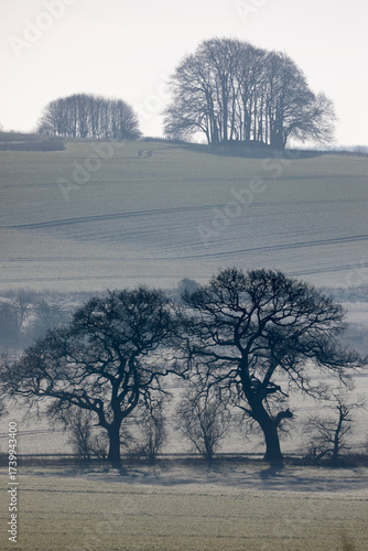 Knoll of winter trees in farmland landscape, Avebury, Wiltshire, England, United Kingdom
