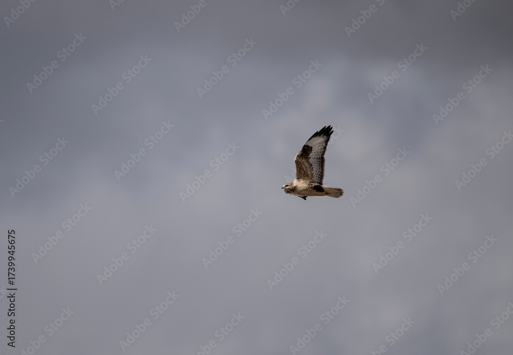 Obraz premium A red-tailed hawk hunting in early autumn in Altai.