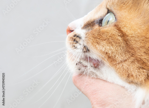 Cat with acne on chin. Examination of cat with pimples or bumps around the mouth by veterinarian or pet owner. Pet allergies, hypersensitivities or poor hygiene. Selective focus on one pimple.