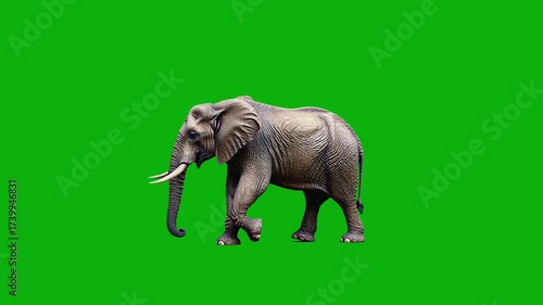 3D giant African bush elephant walking cycle side view in a real shot loop animation on green screen, 4k Asian elephant walk slowly render on chroma key background, Footage high-quality 4k video