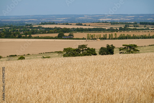 Golden fields ripening in summer sunshine above East Ilsley viewed from the ridgeway path, East Ilsley, Berkshire, England, UK