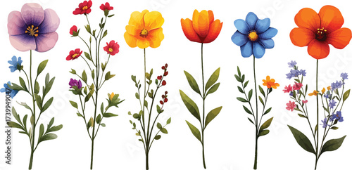 Red and yellow tulip flowers vector illustration for a spring bouquet of blossom in nature