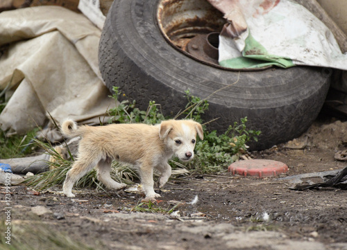 white puppy stray dog on a garbage dump