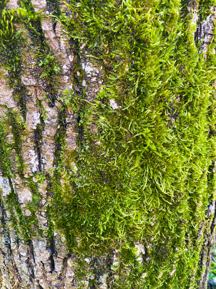 Fototapeta premium Macro Texture of Tree Bark with Green Moss