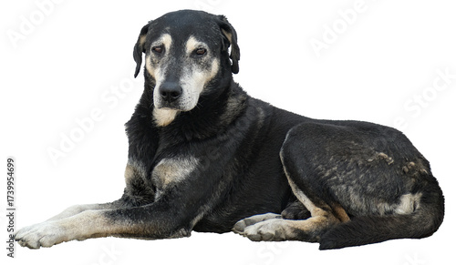 Lying black and white old dog on transparent background