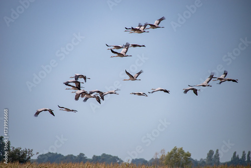 Kraniche im Schwarmflug über Feld, Grus grus, 
Eine größere Gruppe Kraniche zieht im Herbst in Formation über Felder und Wälder, typisches Bild des Vogelzugs.