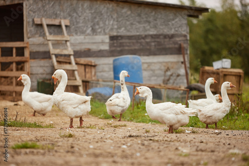 Group of six domestic geese standing and walking on dirt ground near rustic wooden farm building, some geese looking in different directions, rural outdoor setting visible
