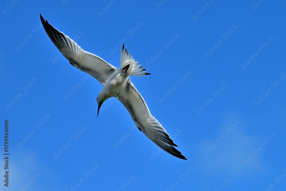 Obraz premium A Sandwich Tern soars effortlessly over the blue water