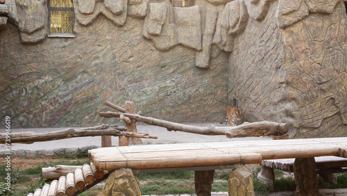 tiger prowling in zoo rock enclosure