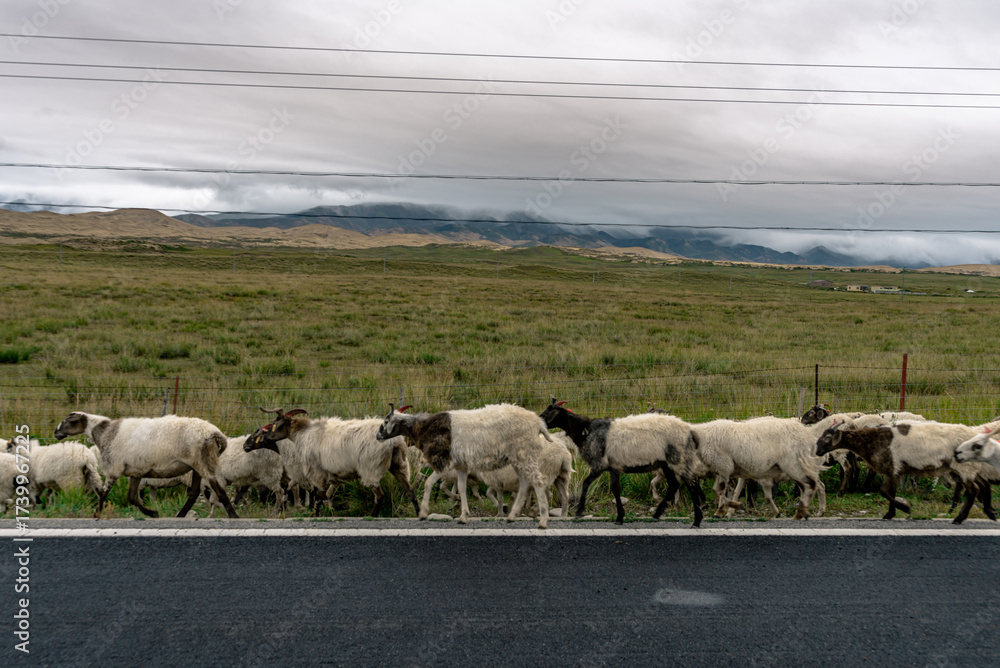 Obraz premium A large flock of sheep embarks on a leisurely journey along the edge of a highway, surrounded by the expansive beauty of a grassland under a dramatic cloudy sky