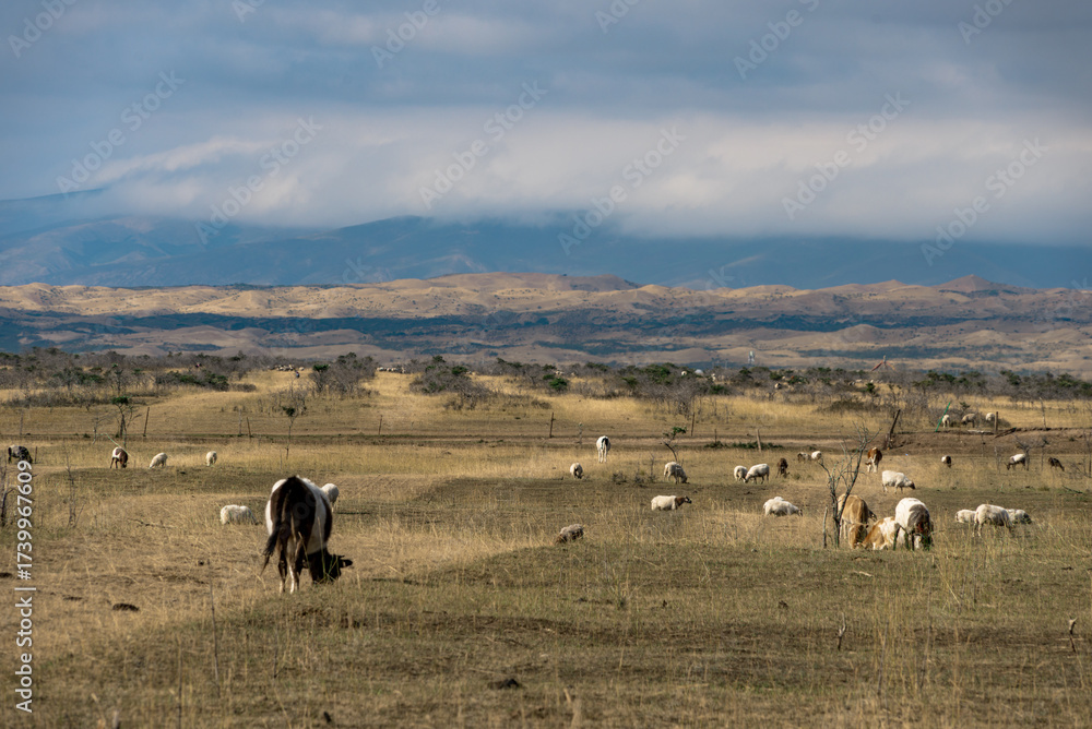 Fototapeta premium A pastoral scene depicting herds of cattle and sheep grazing on the grassland with distant mountain ranges under a vast cloudy sky, capturing the essence of traditional animal farming and natural beau