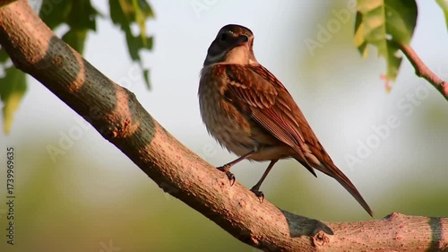 A small brown bunting bird perched on a sunlit tree branch with a soft green background.