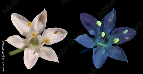 Knolau, Knoblauch-Schnittlauch (Allium tuberosum), Blütenstand mit Tageslicht und mit UV-Licht aufgenommen, Deutschland