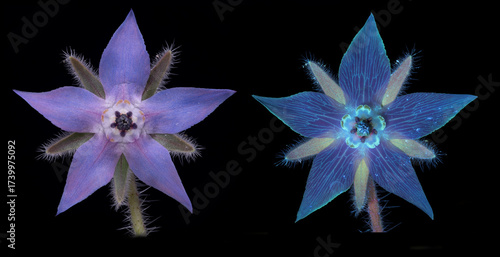 Borretsch (Borago officinalis), Blüte mit Tageslicht und
 mit UV-Licht aufgenommen, Deutschland