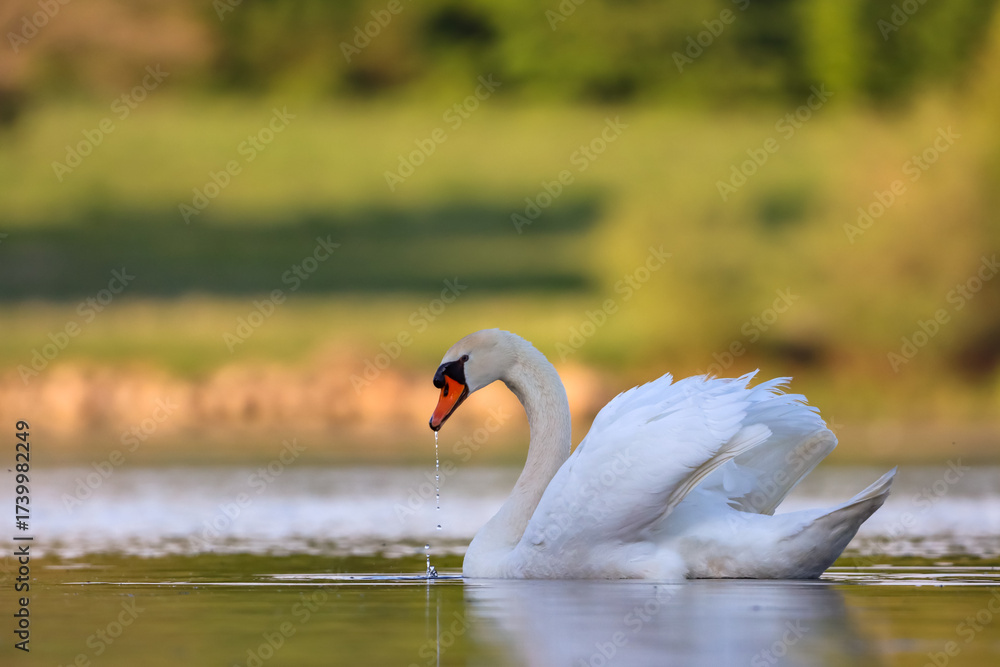 Naklejka premium Schwan im Wasser
