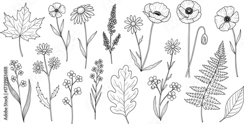 Title (20 words): Black and white botanical illustration with hand drawn maple, oak, fern, poppy, daisy, and wildflowers for design and education