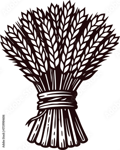 Hand drawn bundle of wheat ears tied with rope rustic agricultural harvest etching illustration