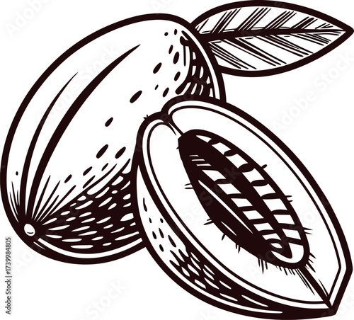 Hand drawn illustration of whole and halved pecan nut with leaf in vintage engraved