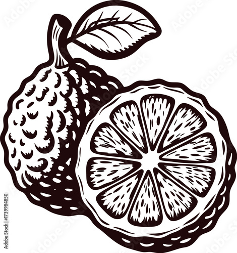 Hand drawn bergamot citrus fruit with leaf and cross section vintage botanical illustration in black and white