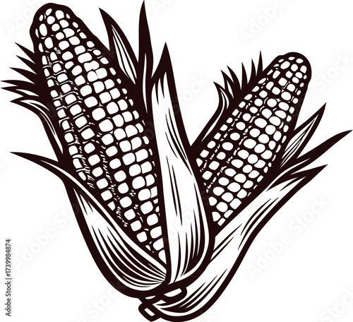 Hand drawn illustration of two ears of corn with husks vintage botanical black ink engraving