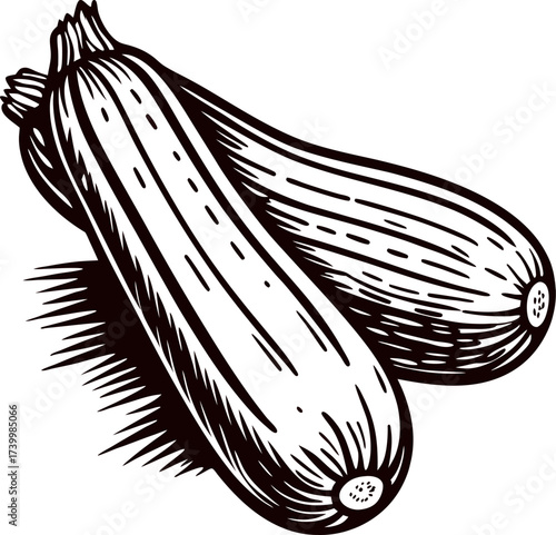 Hand drawn zucchini duo isolated on white vintage vegetable illustration in engraved etching