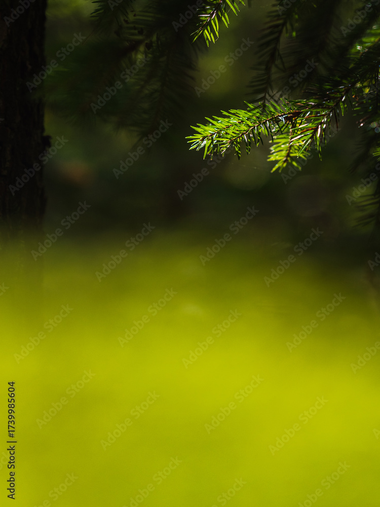 Fototapeta premium Pine tree branches in a lush forest in sweden during daylight