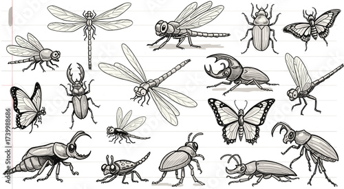 Black and white scientific illustration of beetles, butterflies, dragonflies, and insects on notebook background for biology and design use