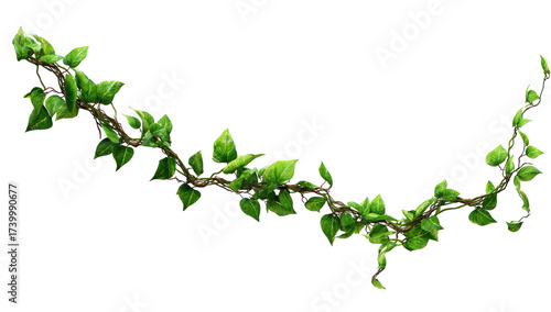 Green vine with leaves, isolated on black