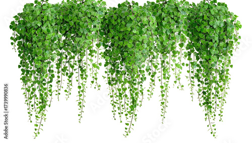 Lush green hanging vines (1)