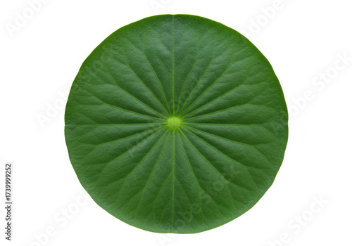 Green lotus leaf isolated on white, aquatic plant foliage for botanical design element