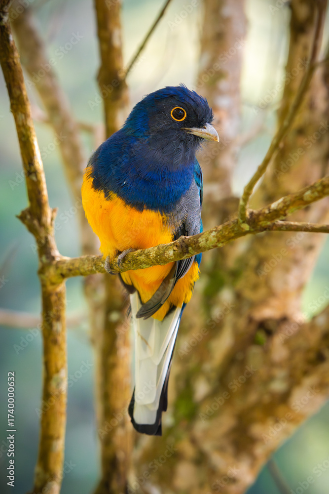 Obraz premium Surucua Trogon