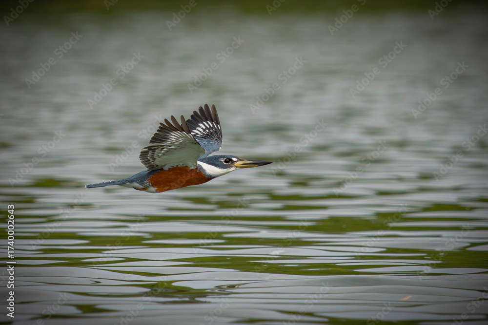 Obraz premium Ringed Kingfisher 