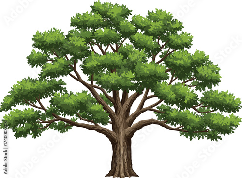 Detailed vector illustration of a large green leafy tree with spreading branches and thick trunk for nature design