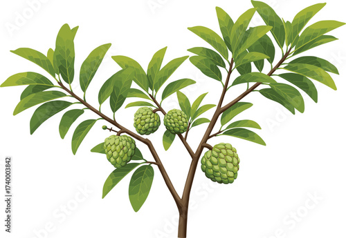 Detailed vector illustration of custard apple fruit tree branch with green leaves and ripening fruits for botanical design