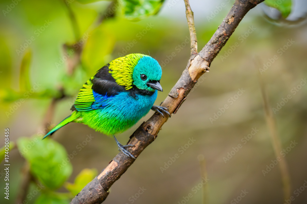 Obraz premium Green-headed Tanager
