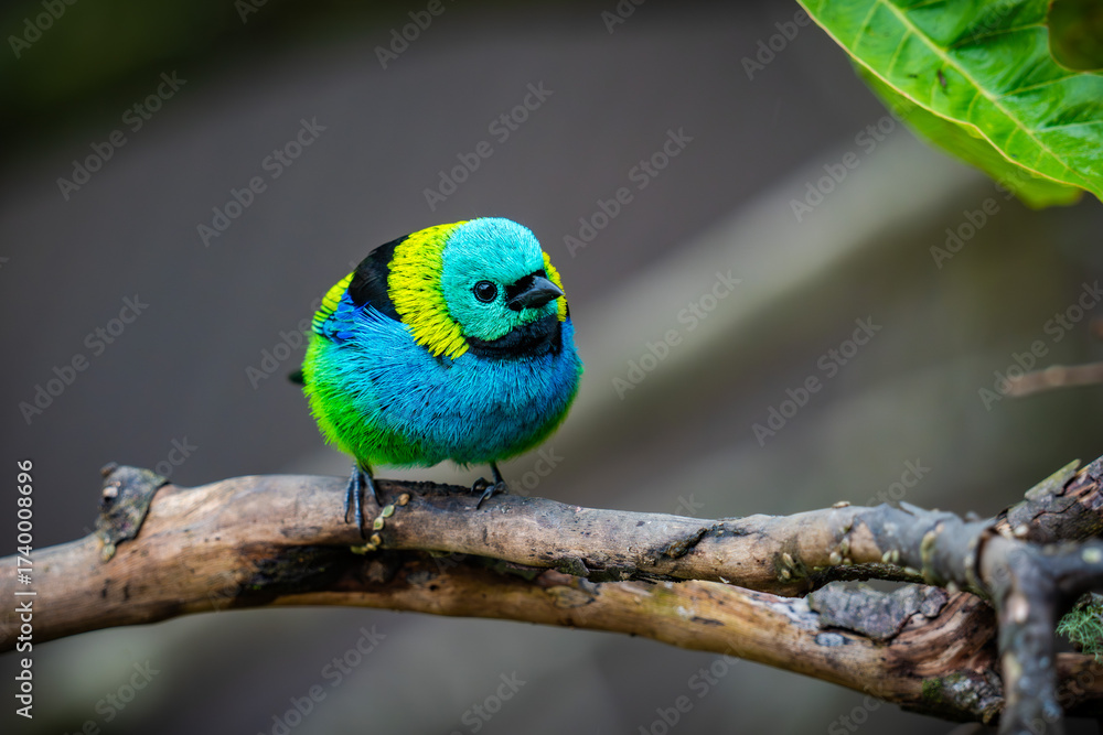 Fototapeta premium Green-headed Tanager 