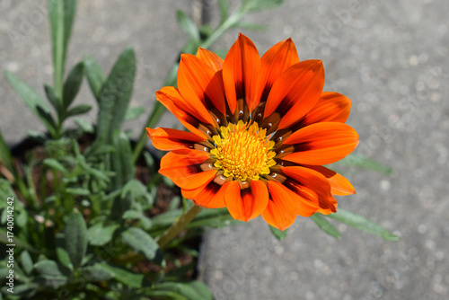 Blooming gazania in a flowerpot