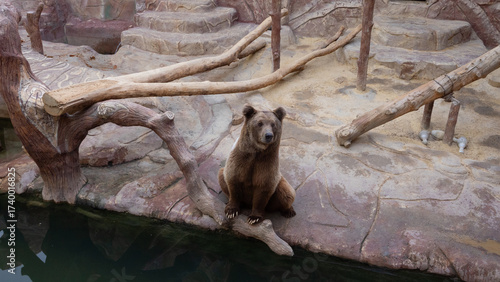 bear sitting peacefully by water in rocky zoo habitat